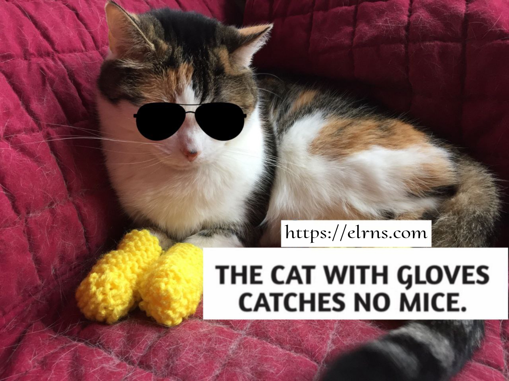 A cat in gloves catches no mice